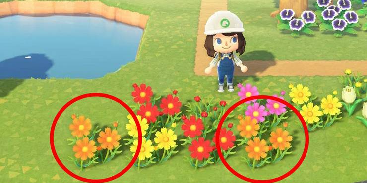 Animal Crossing Flowers Ranked - MALANIP