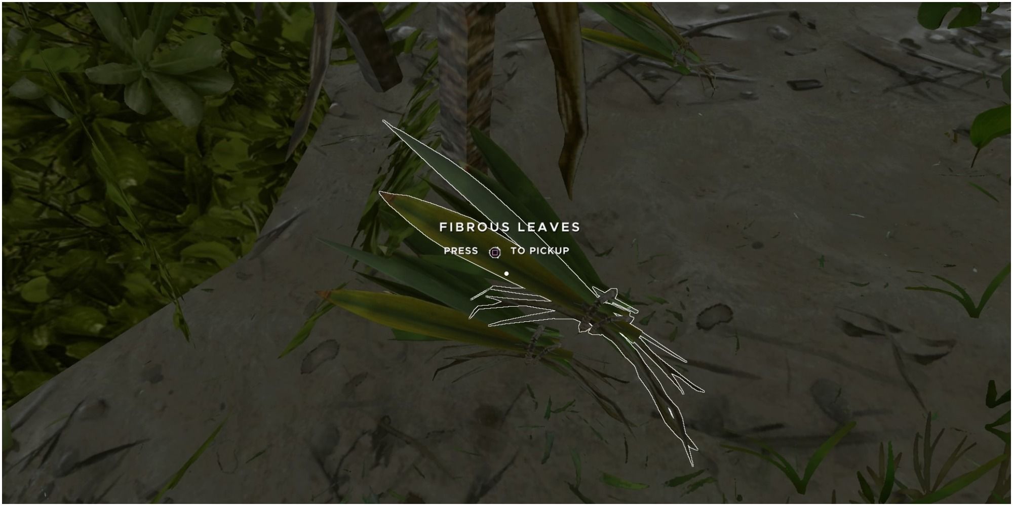 stranded deep fibrous leaves